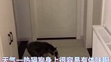 家里猫和狗味道太大怎么办