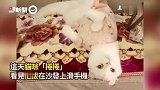 仙气白猫妩媚躺沙发「扭腰摆臀」　张开手讨抱 妈笑：别自作多情