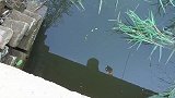 七星漂钓鱼，第一次这样钓鱼，太刺激了