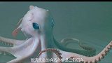 爱子被人类捕获蛰伏75年的大章鱼复仇