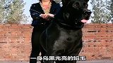 中国本土八大猛犬，你知道几个