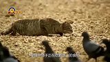猫咪闯入鸽子领地，鸽子对它不屑一顾，猫：对速度一无所知