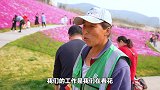 龙鼎大道宝藏少女粉花海，记得要文明打卡哦～～  不负春光努力向前