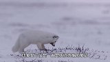 罕见！黑龙江大兴安岭惊现红狐 神态悠闲在雪地觅食