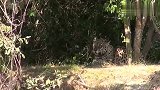 鳄鱼水下偷袭豹子，豹子岸上锁喉鳄鱼，可谓风水轮流转