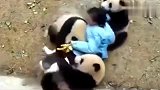 熊猫：团结就是力量