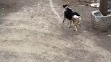 狗子每天出门都走同一条道