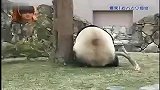 [搞笑]熊貓怒折樹枝