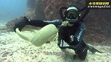 海洋里的“闪电侠”，1秒钟移动30米！肉质太美味，被人们捕猎