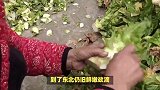 四川大姐给远嫁女儿寄的菜，东北亲家表示下不了嘴，网友：不识货