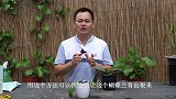 给蝴蝶兰诱根，就用这个方法，效果显著，一下冒3条新根！