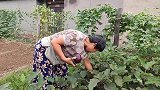 婆婆给亲家母送菜，平平来到对婆婆说了啥？婆婆很生气