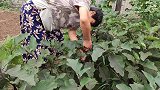 婆婆给亲家母送菜，平平来到对婆婆说了啥？婆婆很生气
