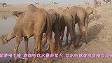 上百只骆驼半个月没喝到水，主人送来水后，场面甚是壮观