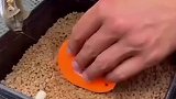 欧式黑坑散炮专用，手法什么的不重要，看我的操作就完了