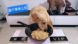 主人给金毛做了香肠虾仁蛋炒饭,爱惜粮食从不浪费