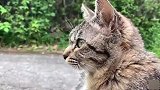 猫咪坐在路口，迎接柴犬回家，狗狗开心的乱了分寸