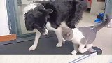 什么叫拖后腿，这就叫拖后腿，猫咪跟着边牧变聪明了