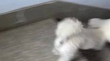 小狗两条腿倒立下楼飞快