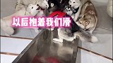 狗 肾 巅 峰 相约西安筑梦全运  第十四届全运会西安市执委会 哈哥猫妹