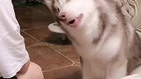 狗子有多能撒娇