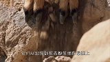 棕熊一路追杀山羊母子，为保命跳下悬崖，看得人脊背发凉