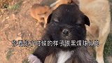 老家的土狗，竟然生了五只马犬宝宝，有两只小不点还黑出新天际