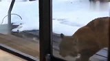 家里的霸道猫咪, 看到门外的大猫, 瞬间秒怂