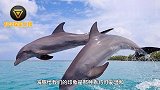 为什么鲨鱼从来都不吃海豚？其实并不是不想，而是有原因的！