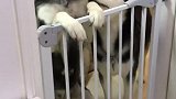 明狗不说暗话给我来块红烧肉