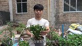 夏季养护蟹爪兰，大家的浇水方法正确了吗
