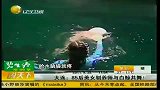 大连：85后美女驯养师与白鲸共舞