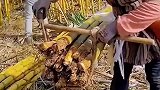 高手捆甘蔗，涨见识了