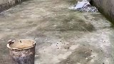 这一幕把人看呆，咋还和牛兄弟交流上了