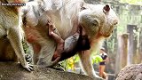 小猴子伤心得好，因为它妈不给它喝奶
