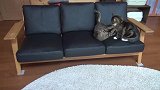 在沙发上打架的猫咪，都是一家人，有话不能好好说吗