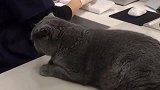 猫：啥是打针铲屎的打针痛不痛呀！