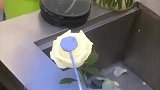 把白玫瑰喷上蓝色点缀，你喜欢这样的花吗，太好看了