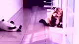 你瞅啥瞅你咋地这猫脾气倒不小，直接来了个回首掏