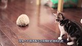猫咪遇见刺猬，竟然好奇地观察刺猬，猫咪举动简直令主人哭笑不得