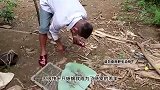 清炖蜥蜴，纯天然无污染的有机野味，越南山民的硬核生活！