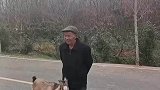 大爷跟路人聊天，小羊羔急的催主人回家