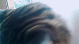 猫咪站窗边望风，问它还望不？它赶忙转身：不看啦！叫走就跑了…