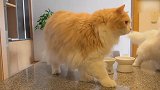 漂亮的猫咪来袭，这么可爱的猫咪们，养哪一只好呢