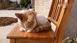 农村两只小花猫趴在凳子上晒太阳，好惬意