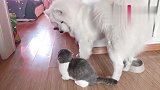 猫咪打了萨摩一下，狗子一定要报复回来