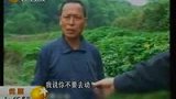 100304妻子被马蜂蛰伤 丈夫捅蜂窝被蛰致死