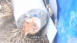 问君能有几多愁，恰似柱子卡猫头