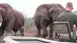 男子近距离接触野生大象，没有丝毫防护，真怕被大象一脚踩死