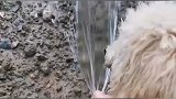 新鲜的水甜咋滴呀